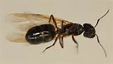 Pictures of Carpenter Ants For Sale