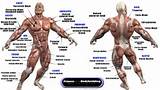 Pictures of Core Muscles Bodybuilding
