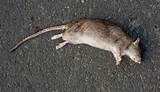 Smell Of Dead Rat Images