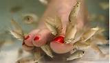Pictures of Fish Foot Spa