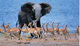 Botswana Safari Packages Photos