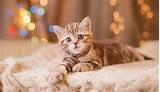 Images of Pet Insurance Kitten