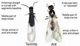 Carpenter Ants V Termites Images