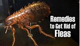 Flea Infestation Home Remedies