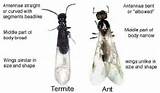 Images of Flying Termite Size