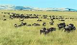 Where Is The Serengeti National Park Pictures