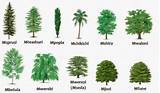Photos of Types Of Wood Trees