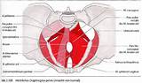 Pictures of Pelvic Floor Muscles Diagram