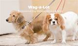 Wag Dog Walking Service Images