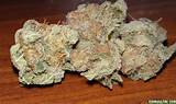 Best Marijuana In The World