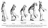 Theory Of Evolution Humans Evolved From Monkeys