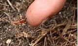 Termite Bites Treatment Pictures