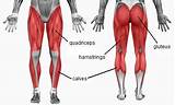 Images of Muscle Exercises Quads