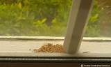 Pictures of Termite Droppings Window Sill