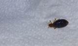 Can You Use Lice Treatment For Bed Bugs