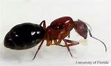 Photos of Small Carpenter Ants