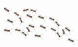 Images of How To Treat White Ants Yourself