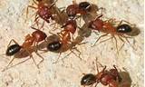Carpenter Ants Eggs Images