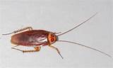 Cockroach Nuclear Pictures