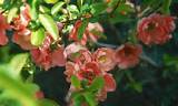 Fragrant Flowering Bushes Photos