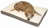 Orthopedic Beds For Dogs With Arthritis Photos