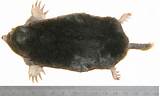 Mole Rodent Pictures