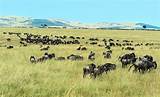 Serengeti National Park Tour Packages Images