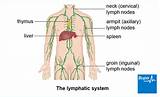 What Is A Lymph Node Doctor Called Images