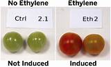 Ethylene Gas Fruit Pictures
