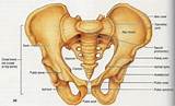 Names Of Pelvic Floor Muscles Images