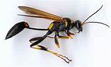 Wasp Types Images