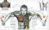 Pictures of Muscle Exercises Diagram