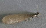 Photos of Female Termite