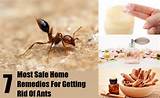 Photos of Get Rid Of Termites Home Remedy