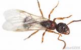 Pictures of Termites And Flying Ants