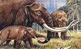 Ice Age Animals Facts Photos