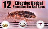 Bed Bug Treatment Natural Remedies