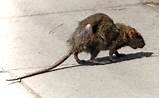 Rat Out Pictures