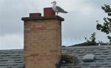 Pigeon Guard Roof Pictures