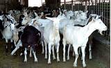 Photos of Goats Farms