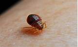 How To Get Rid Of Bed Bugs On Mattress Pictures