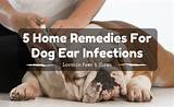 Pictures of Dog Yeast Ear Infection Medication
