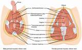 Images of Pelvic Floor Muscles Images