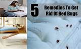 Diy Ways To Get Rid Of Bed Bugs Photos