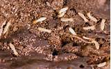 Photos of Stone Termite