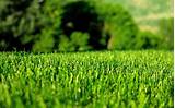 Perfect Turf Lawn And Landscaping Pictures