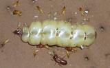 Pictures of Termite Queen Video