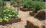 Images of Good Mulch For Vegetable Garden