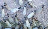 How Quickly Do Carpenter Ants Cause Damage Photos