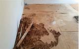 Wood Floor Termite Damage Pictures